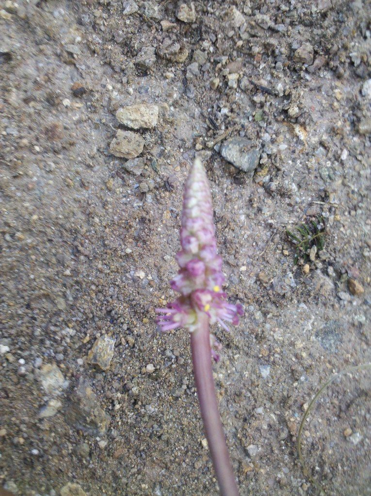 Schoenocaulon oaxacense, photographed by Eugenio Padilla