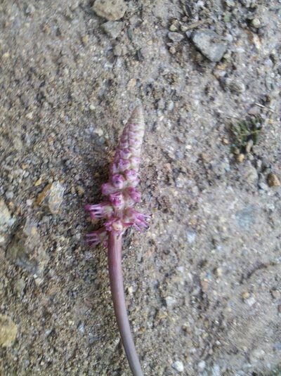 Schoenocaulon oaxacense, photographed by Eugenio Padilla