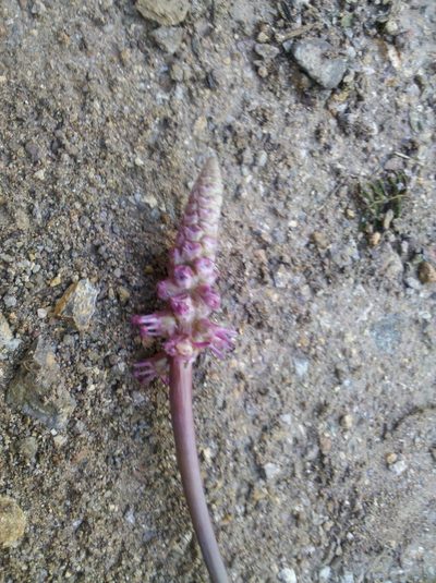 Schoenocaulon oaxacense, photographed by Eugenio Padilla