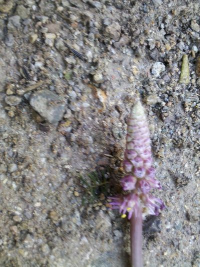 Schoenocaulon oaxacense, photographed by Eugenio Padilla
