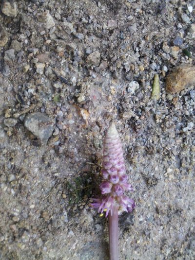 Schoenocaulon oaxacense, photographed by Eugenio Padilla