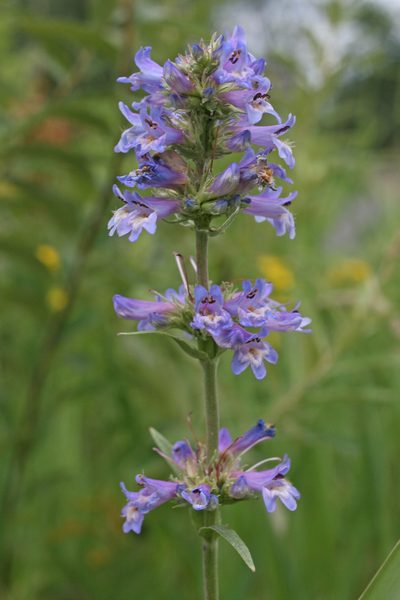 Penstemon hesperius, photographed by Ed Alverson