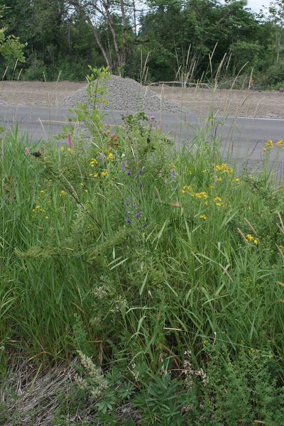 Penstemon hesperius, photographed by Ed Alverson