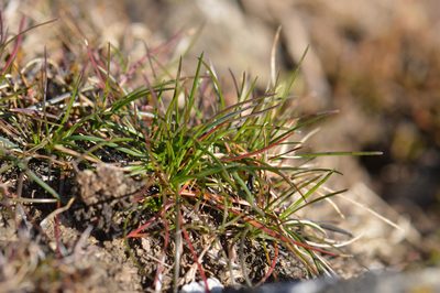 Poa secunda, photographed by David Anderson