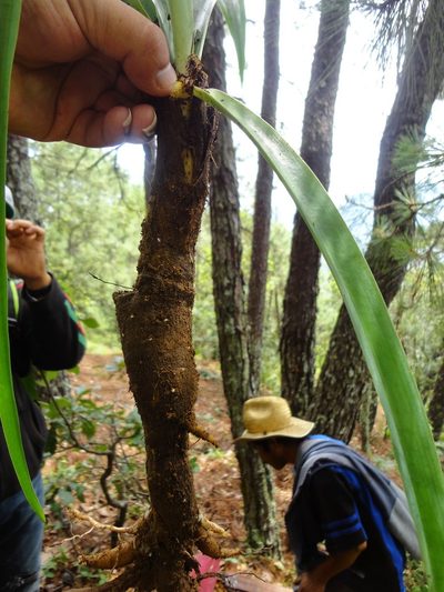 Agave verhoekiae, photographed by Eugenio Padilla