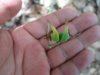 Agave verhoekiae, photographed by Eugenio Padilla