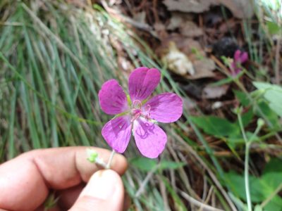 Geranium oaxacanum, photographed by Eugenio Padilla