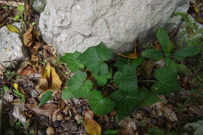 Dorstenia contrajerva, photographed by Eric Knight