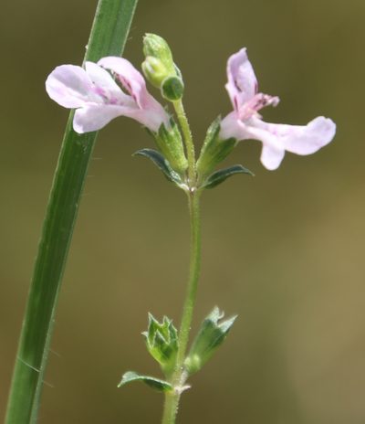 Stachys hyssopoides, photographed by Tony Rebelo