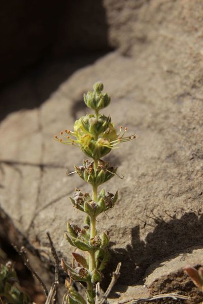 Teucrium demnatense, photographed by Olivier Argagnon