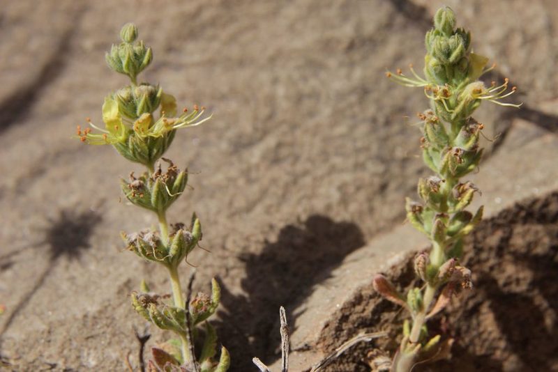 Teucrium demnatense, photographed by Olivier Argagnon