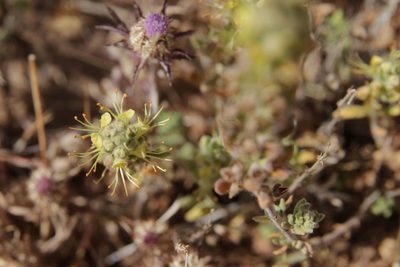 Teucrium demnatense, photographed by Olivier Argagnon