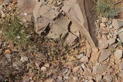 Teucrium demnatense, photographed by Olivier Argagnon