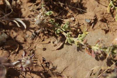 Teucrium demnatense, photographed by Olivier Argagnon