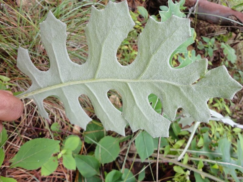 Psacalium paucicapitatum, photographed by Eugenio Padilla