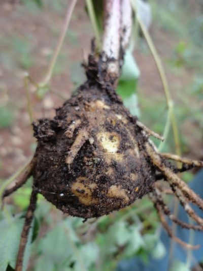 Psacalium paucicapitatum, photographed by Eugenio Padilla