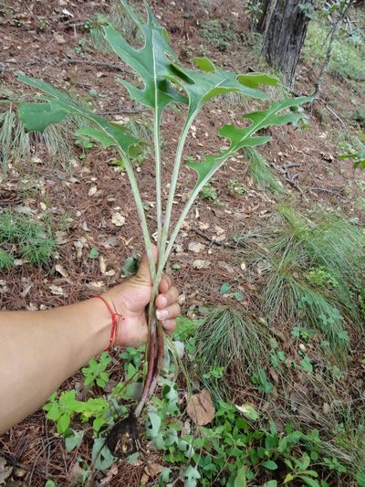 Psacalium paucicapitatum, photographed by Eugenio Padilla