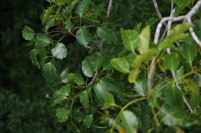 Metopium brownei, photographed by Eric Knight