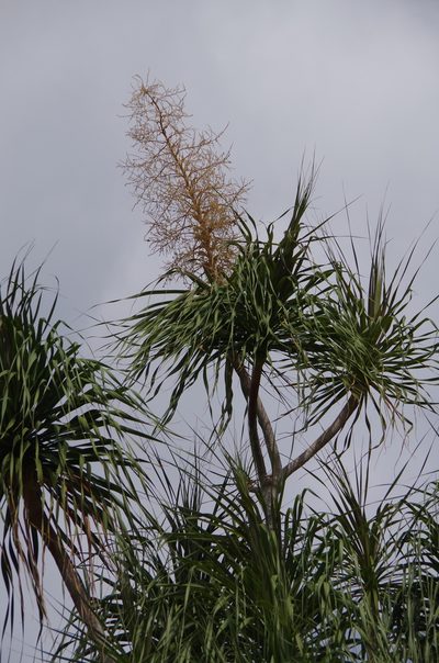 Beaucarnea pliabilis, photographed by Eric Knight