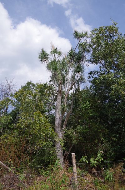 Beaucarnea pliabilis, photographed by Eric Knight