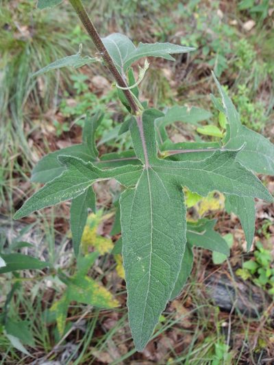Axiniphyllum scabrum, photographed by Eugenio Padilla