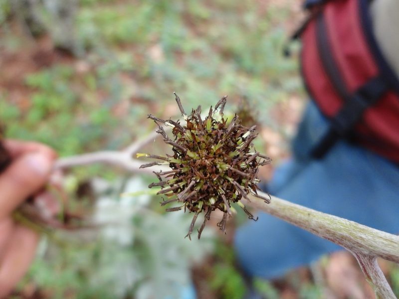 Axiniphyllum scabrum, photographed by Eugenio Padilla
