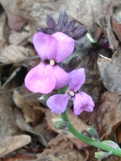 Erysimum linifolium, photographed by SK53