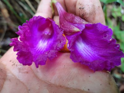 Bletia purpurata, photographed by Eugenio Padilla