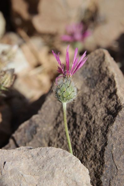 Volutaria muricata, photographed by Olivier Argagnon