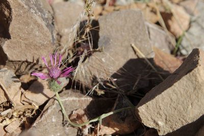 Volutaria muricata, photographed by Olivier Argagnon