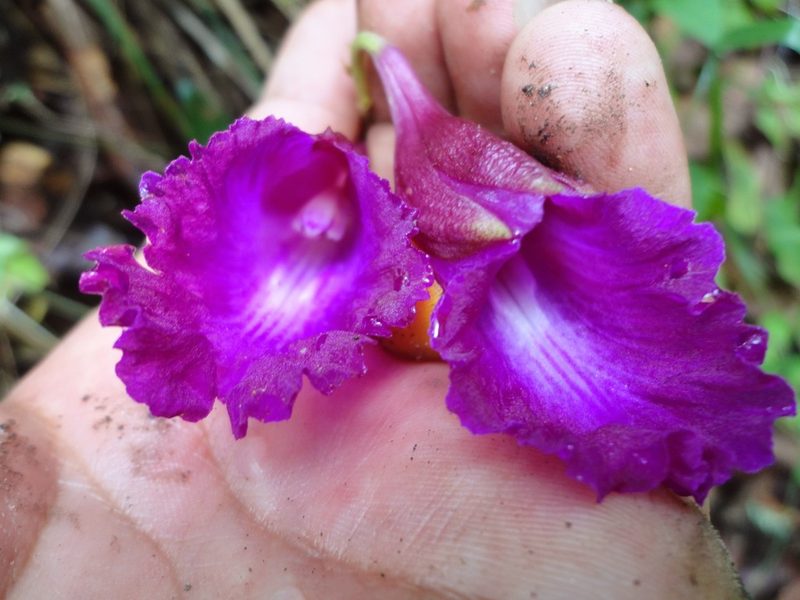 Bletia purpurata, photographed by Eugenio Padilla