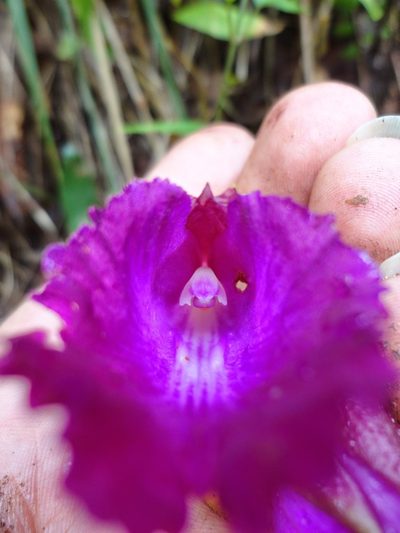 Bletia purpurata, photographed by Eugenio Padilla