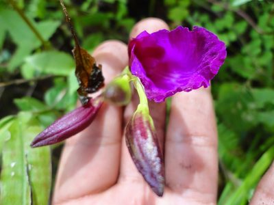 Bletia purpurata, photographed by Eugenio Padilla