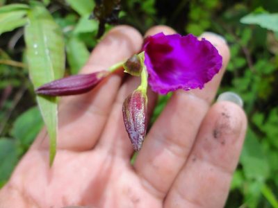 Bletia purpurata, photographed by Eugenio Padilla