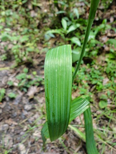 Bletia purpurata, photographed by Eugenio Padilla