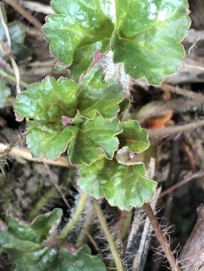 Heuchera chlorantha, photographed by Tom Erler