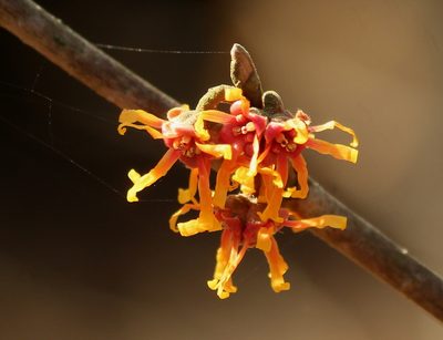 Hamamelis vernalis, photographed by mayfly1963