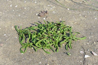 Ipomoea polymorpha, photographed by 國立臺灣博物館