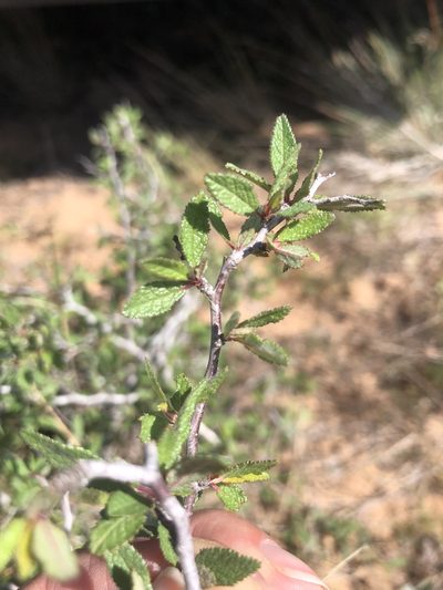 Prunus texana, photographed by abm1985