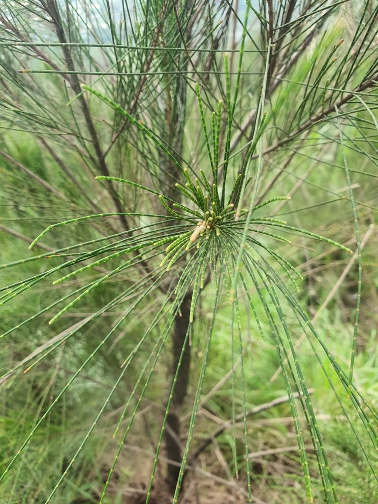 Casuarina junghuhniana, photographed by Jacek Pietruszewski