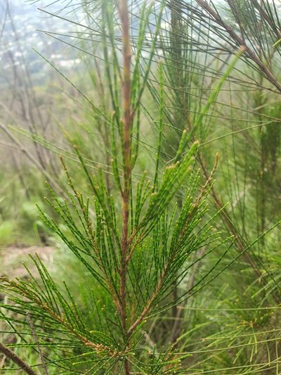 Casuarina junghuhniana, photographed by Jacek Pietruszewski
