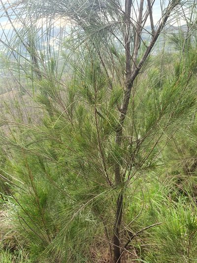 Casuarina junghuhniana, photographed by Jacek Pietruszewski
