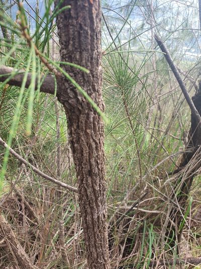 Casuarina junghuhniana, photographed by Jacek Pietruszewski