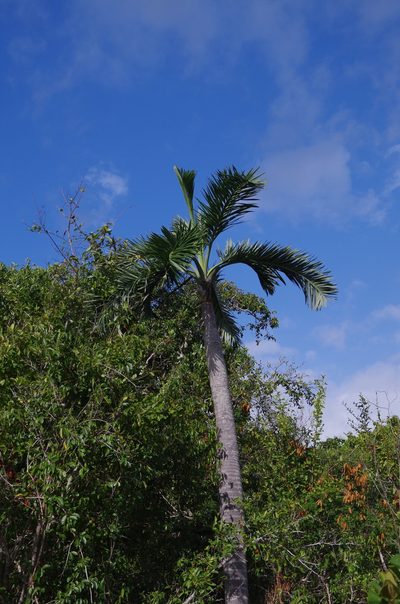 Pseudophoenix sargentii, photographed by Eric Knight
