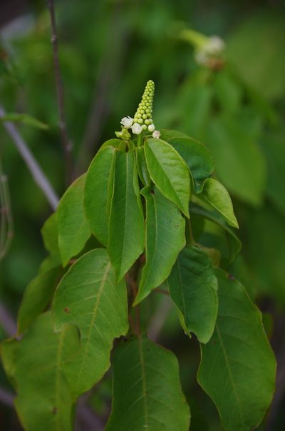 Croton glabellus, photographed by Eric Knight