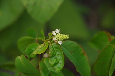 Croton glabellus, photographed by Eric Knight