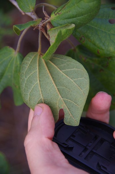Hampea trilobata, photographed by Eric Knight