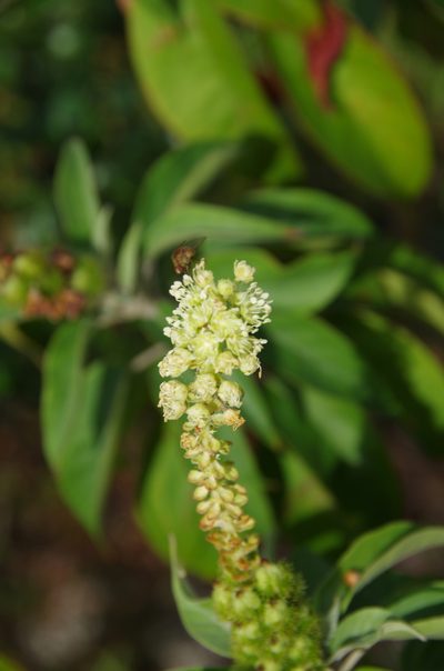 Croton glandulosepalus, photographed by Eric Knight