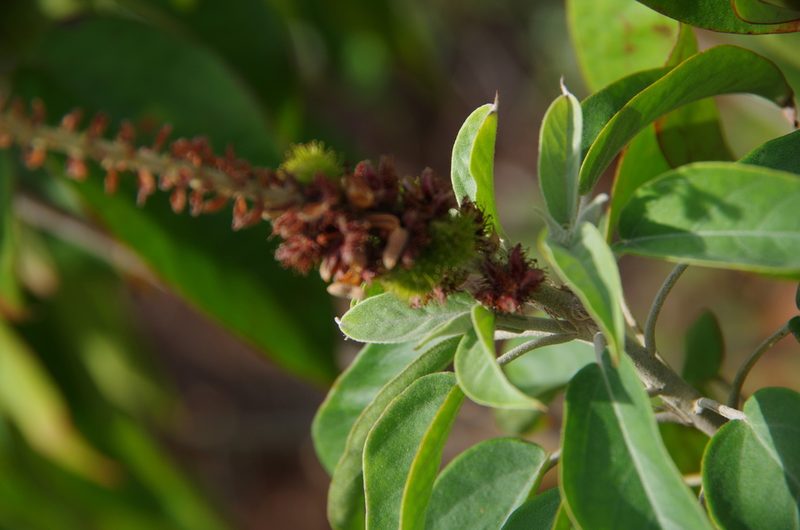 Croton glandulosepalus, photographed by Eric Knight
