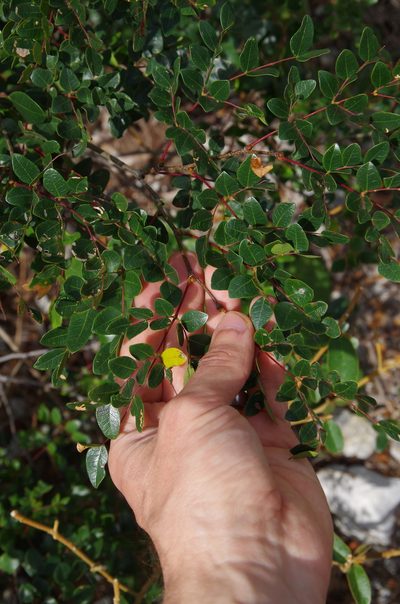 Cenostigma gaumeri, photographed by Eric Knight